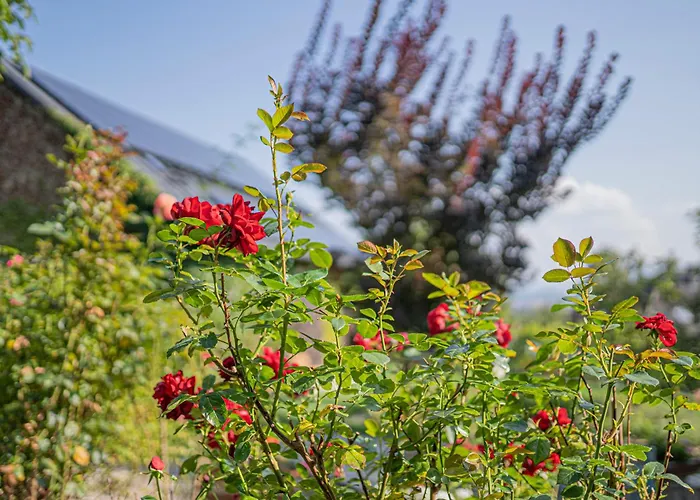 アパート Dom Ogrodnika